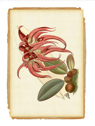 Botanical Art Digital Mix Media On Paper