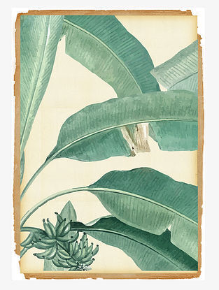 Tropical Banana Art Print On Paper