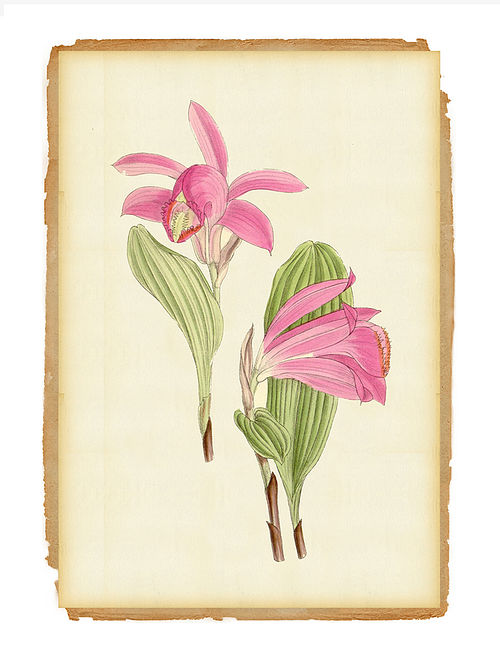 Botanical Art Digital Mix Media On Paper