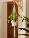 Off White Cotton Macrame DIY Craft Kit Plant Hanger (L- 9in, W- 5in, H- 3in)